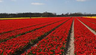 Les tulipes de Keukenhof et Lisse