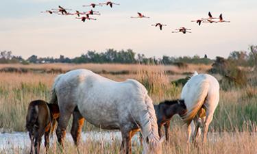 camargue